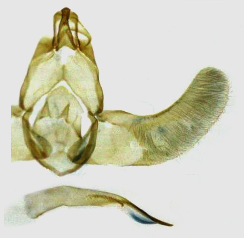 /filer/webapps/moths/media/images/N/neobarbata_Thubdora_GMHT_RMCA.jpg