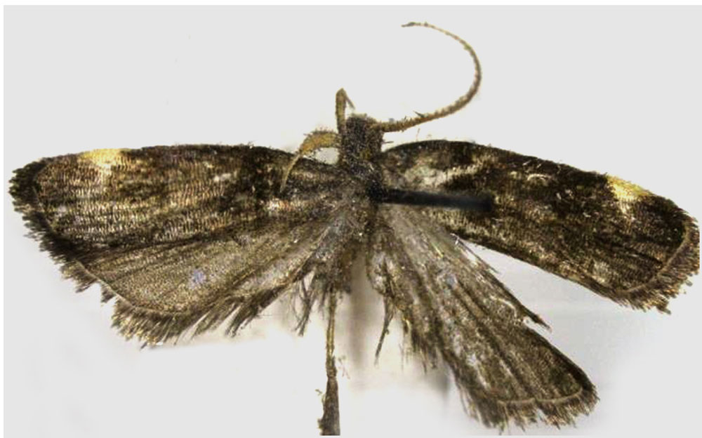 /filer/webapps/moths/media/images/N/neobarbata_Thubdora_HT_RMCA.jpg