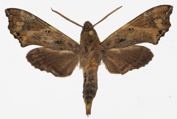 /filer/webapps/moths/media/images/N/neodentata_Temnora_AM_Basquina.jpg