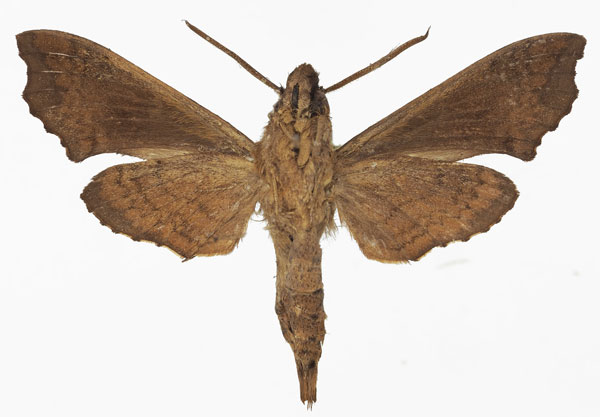 /filer/webapps/moths/media/images/N/neodentata_Temnora_AM_Basquinb.jpg