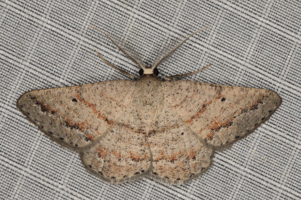 /filer/webapps/moths/media/images/N/neodora_Cabera_AM_Heyns_02.jpg