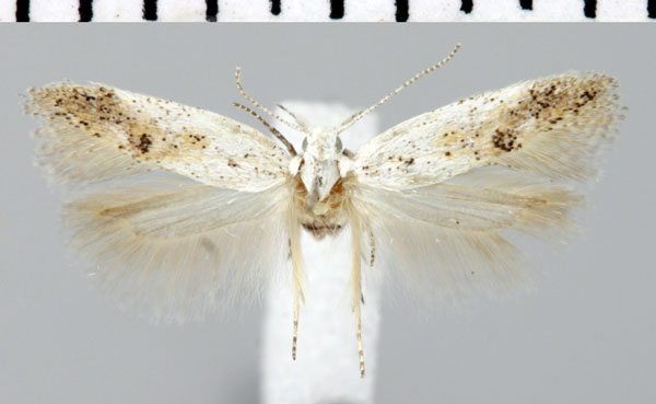 /filer/webapps/moths/media/images/N/neograpta_Athrips_AF_ZMHB.jpg