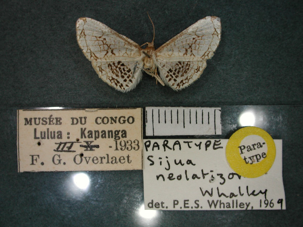/filer/webapps/moths/media/images/N/neolatizona_Sijua_PT_RMCA_01.jpg