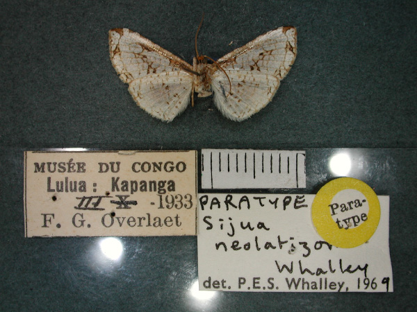/filer/webapps/moths/media/images/N/neolatizona_Sijua_PT_RMCA_02.jpg