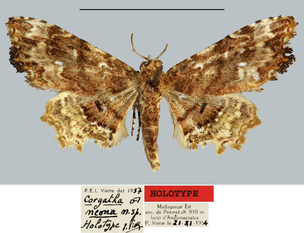 /filer/webapps/moths/media/images/N/neona_Corgatha_HT_MNHN.jpg