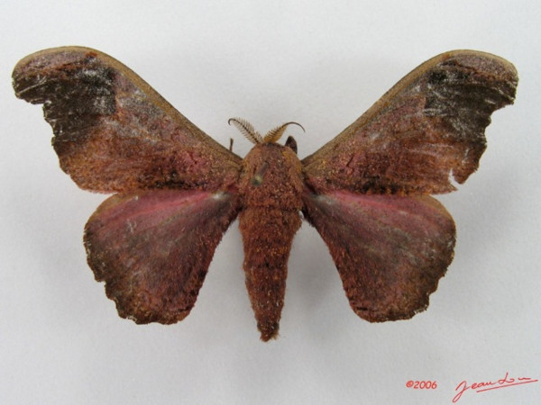 /filer/webapps/moths/media/images/N/neonubifera_Adrougeriana_AM_Alberta_01.jpg