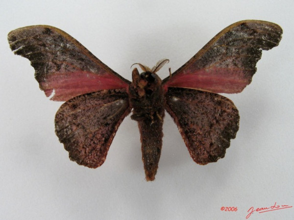 /filer/webapps/moths/media/images/N/neonubifera_Adrougeriana_AM_Albertb_01.jpg