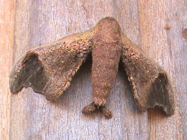 /filer/webapps/moths/media/images/N/neonubifera_Adrougeriana_A_Guyonnet.jpg