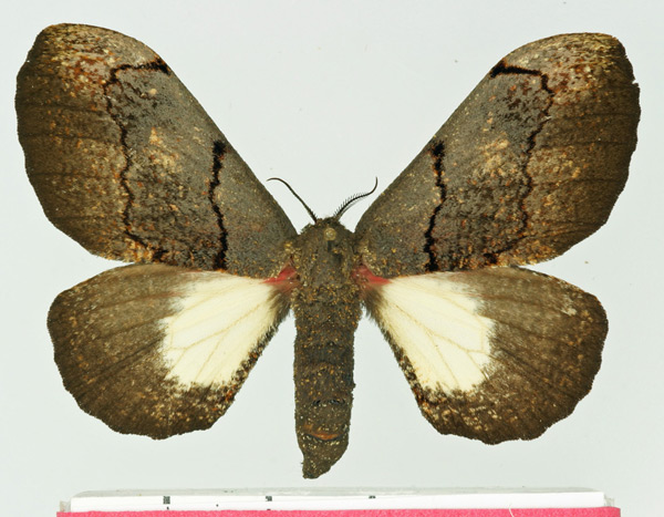 /filer/webapps/moths/media/images/N/neonubifera_Micragone_AF_Basquin.jpg