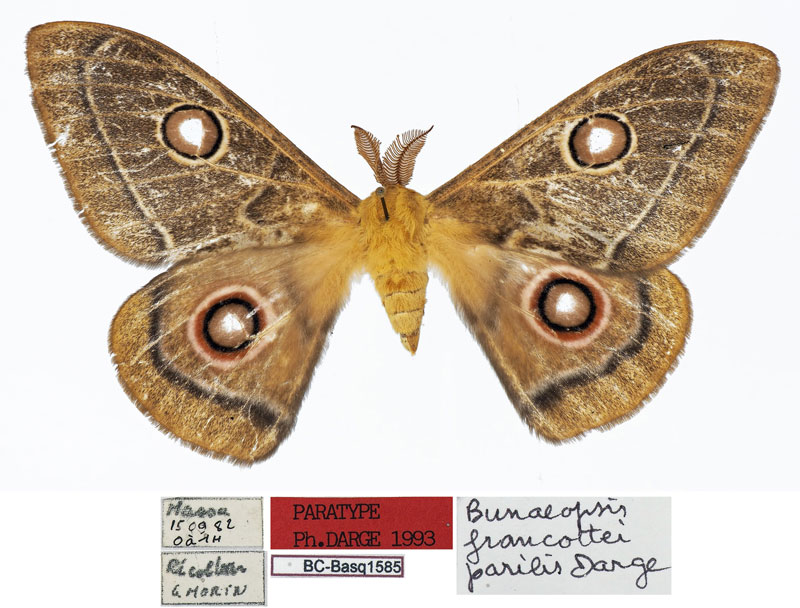 /filer/webapps/moths/media/images/N/neoparilis_Bunaeopsis_PTM_Basquina.jpg