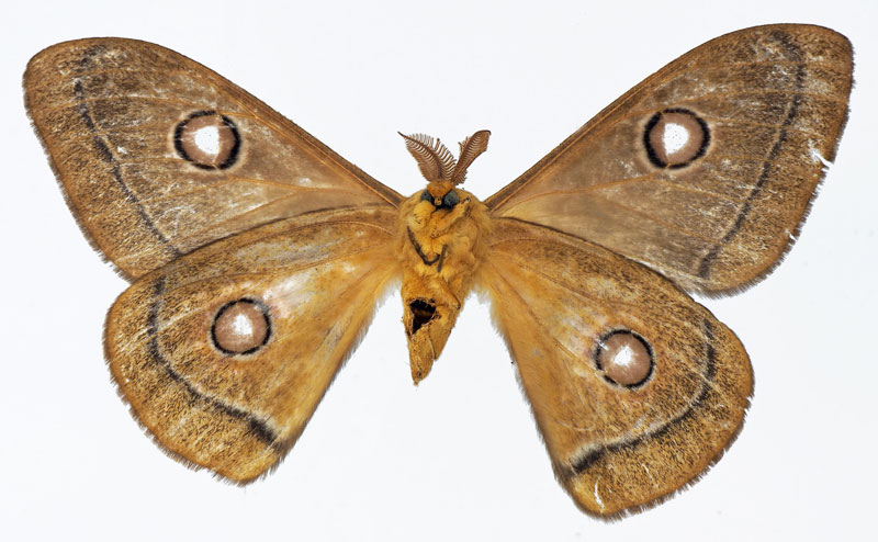 /filer/webapps/moths/media/images/N/neoparilis_Bunaeopsis_PTM_Basquinb.jpg