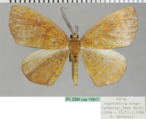 /filer/webapps/moths/media/images/N/neophronaria_Oaracta_AM_ZSMa.jpg