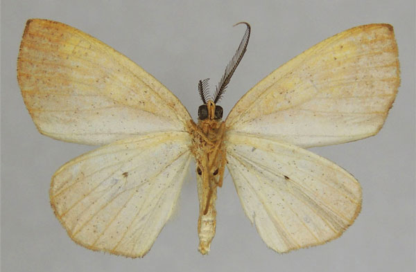 /filer/webapps/moths/media/images/N/neophronaria_Oaracta_AM_ZSMb.jpg