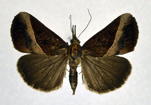 /filer/webapps/moths/media/images/N/neoplyta_Hypena_A_NHMO.jpg