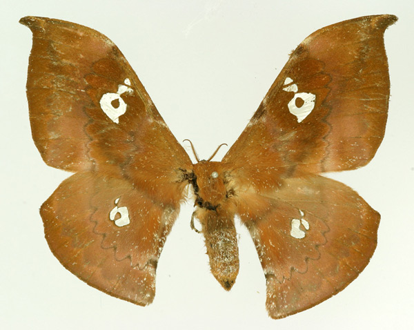/filer/webapps/moths/media/images/N/neoprox_Orthogonioptilum_AF_Basquin.jpg