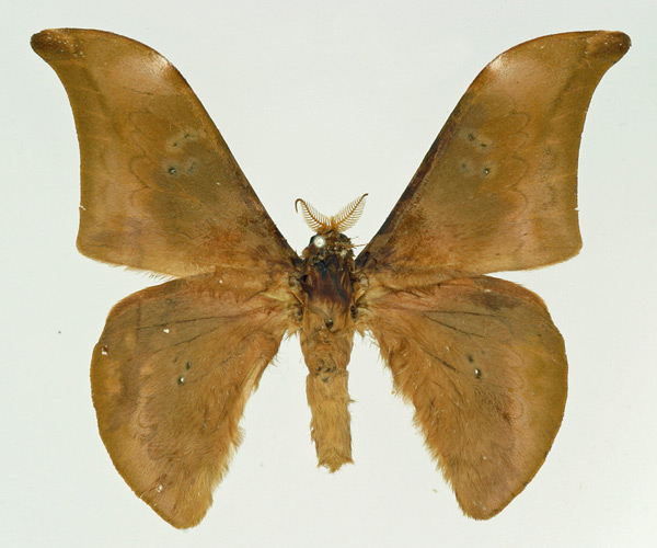 /filer/webapps/moths/media/images/N/neoprox_Orthogonioptilum_AM_Basquin.jpg