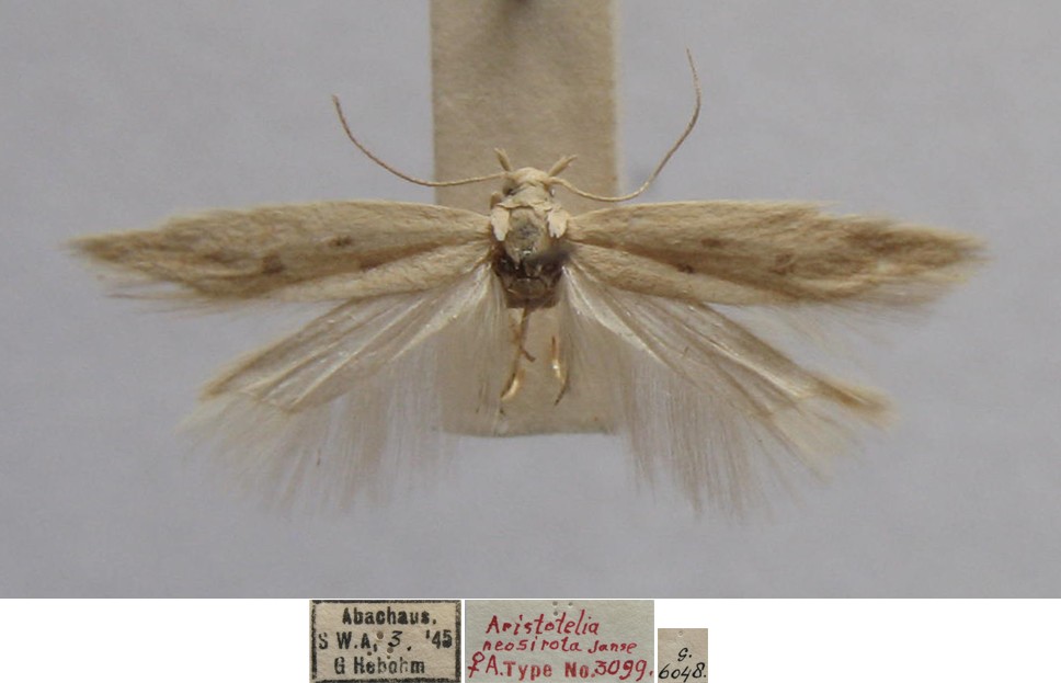 /filer/webapps/moths/media/images/N/neosirota_Aristotelia_FPT_TMSA.jpg