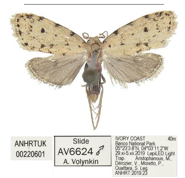 /filer/webapps/moths/media/images/N/nepa_Siccia_HT_ANHRT_8FNGgkb.jpg