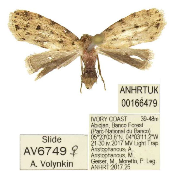 /filer/webapps/moths/media/images/N/nepa_Siccia_PTF_ANHRT.jpg