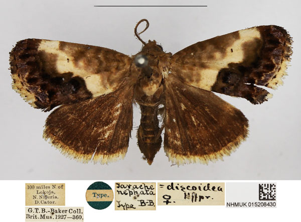 /filer/webapps/moths/media/images/N/nephata_Tarache_HT_NHMUK.jpg