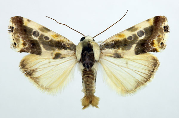 /filer/webapps/moths/media/images/N/nephele_Acontia_AM_Aulombard_01.jpg