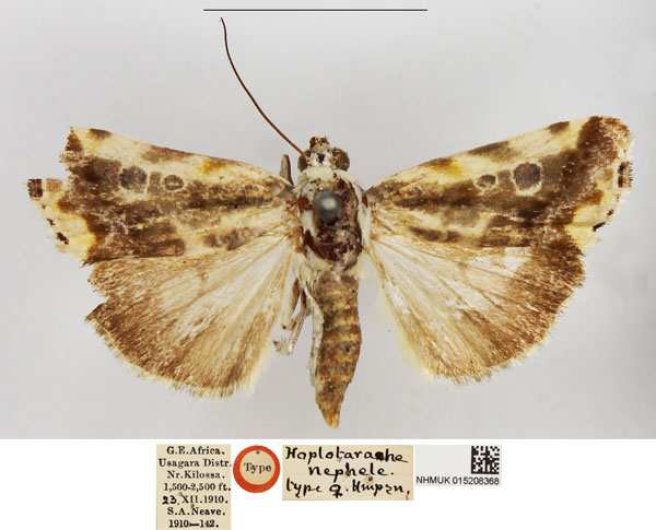 /filer/webapps/moths/media/images/N/nephele_Hoplotarache_HT_NHMUK.jpg