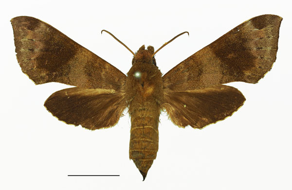 /filer/webapps/moths/media/images/N/nephele_Temnora_AM_Basquin_01.jpg