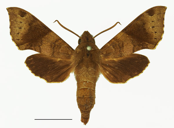 /filer/webapps/moths/media/images/N/nephele_Temnora_AM_Basquin_02a.jpg