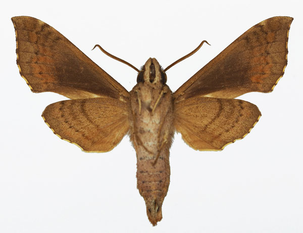 /filer/webapps/moths/media/images/N/nephele_Temnora_AM_Basquin_02b.jpg