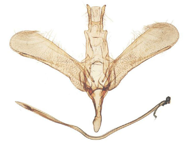 /filer/webapps/moths/media/images/N/nephella_Yponomeuta_GM_BMNH_33636.jpg