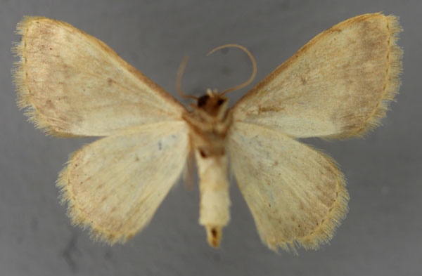 /filer/webapps/moths/media/images/N/nepheloperas_Scopula_A_ZSM_02.jpg