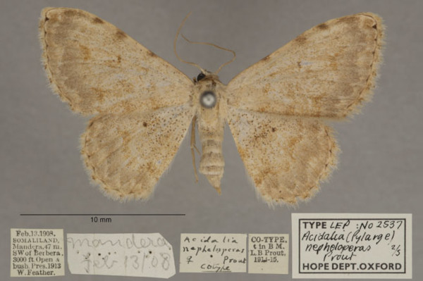 /filer/webapps/moths/media/images/N/nepheloperas_Scopula_PTF_OUMNHa_02.jpg