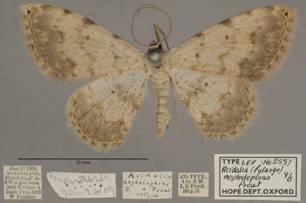 /filer/webapps/moths/media/images/N/nepheloperas_Scopula_PTF_OUMNHa_03.jpg
