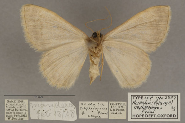 /filer/webapps/moths/media/images/N/nepheloperas_Scopula_PTF_OUMNHb_02.jpg