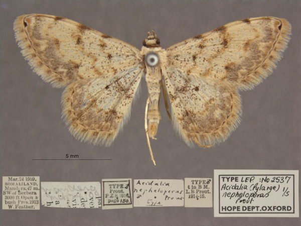 /filer/webapps/moths/media/images/N/nepheloperas_Scopula_PTM_OUMNHa_01.jpg