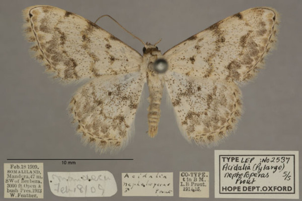 /filer/webapps/moths/media/images/N/nepheloperas_Scopula_PTM_OUMNHa_04.jpg