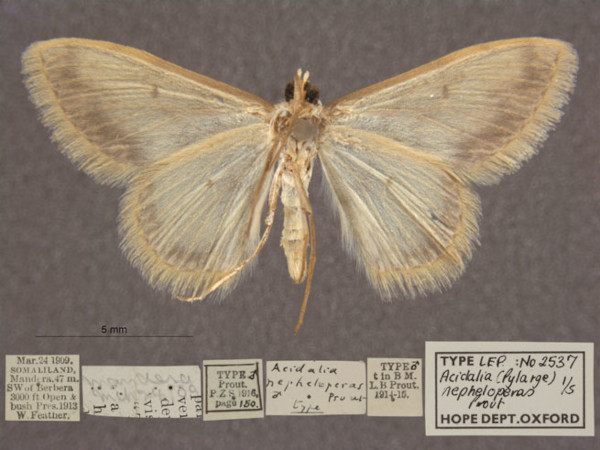 /filer/webapps/moths/media/images/N/nepheloperas_Scopula_PTM_OUMNHb_01.jpg