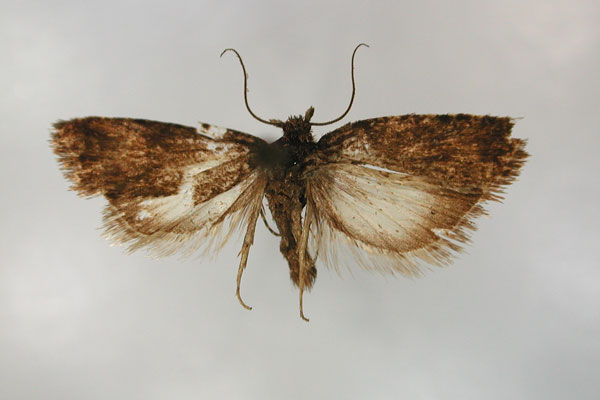 /filer/webapps/moths/media/images/N/nephelopsycha_Endothenia_LT_RMCA_01.jpg