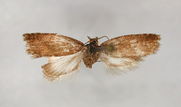 /filer/webapps/moths/media/images/N/nephelopsycha_Endothenia_PLT1_RMCA_01.jpg
