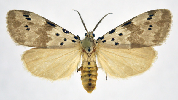 /filer/webapps/moths/media/images/N/nepheloptera_Galtara_AM_NHMO_02.jpg