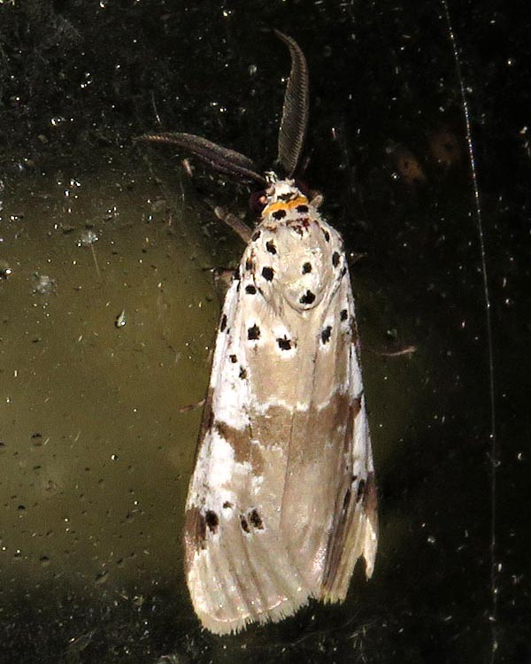 /filer/webapps/moths/media/images/N/nepheloptera_Galtara_A_Braun_07.jpg