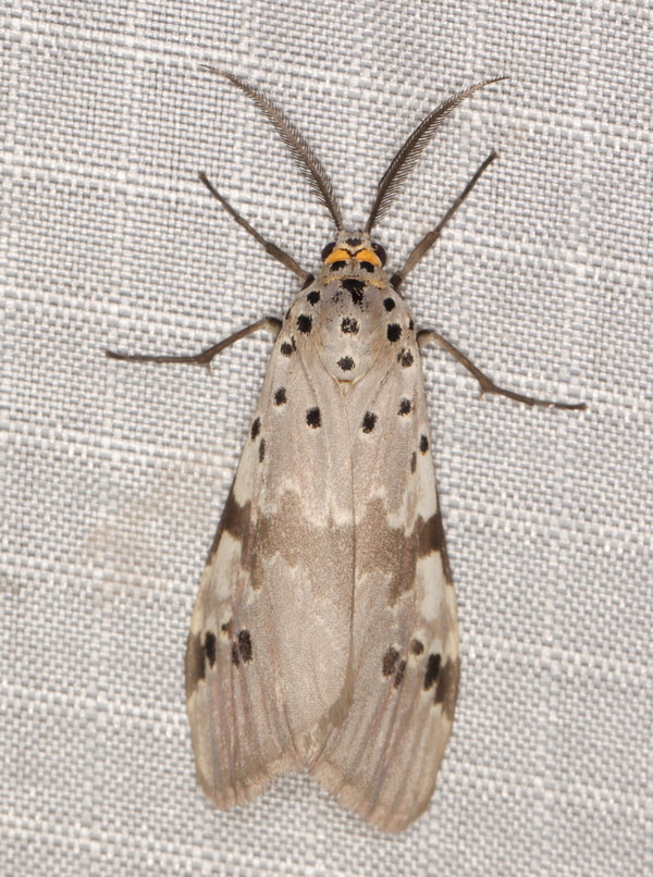 /filer/webapps/moths/media/images/N/nepheloptera_Galtara_A_Heyns_01.jpg