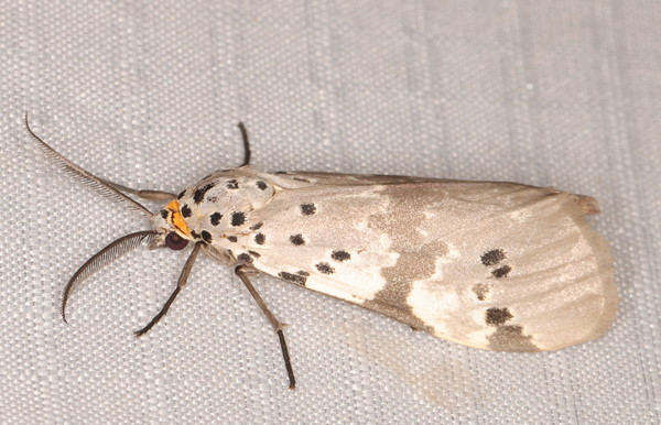 /filer/webapps/moths/media/images/N/nepheloptera_Galtara_A_Heyns_02.jpg
