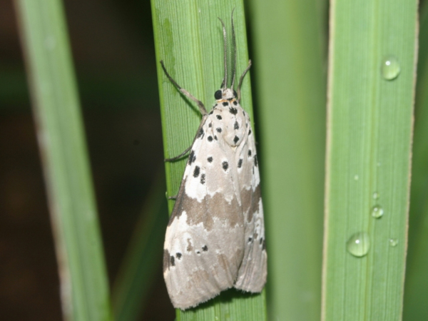 /filer/webapps/moths/media/images/N/nepheloptera_Galtara_A_Roland.jpg