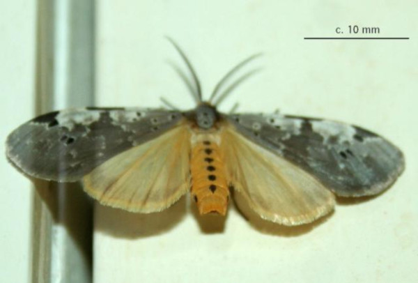 /filer/webapps/moths/media/images/N/nepheloptera_Galtara_A_Sydes.jpg