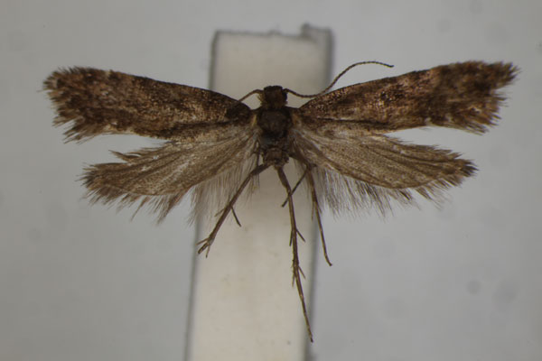 /filer/webapps/moths/media/images/N/nephelota_Acrolepia_HT_BMNH.jpg