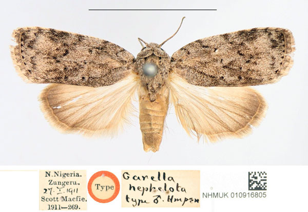 /filer/webapps/moths/media/images/N/nephelota_Garella_HT_NHMUK.jpg