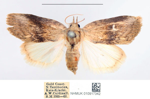 /filer/webapps/moths/media/images/N/nephelozona_Selepa_AF_NHMUK.jpg