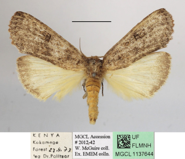 /filer/webapps/moths/media/images/N/nephocrossa_Elaphrodes_A_MGCLa_02.JPG