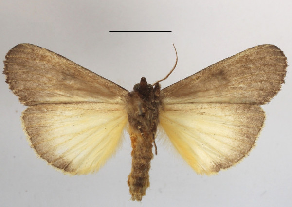 /filer/webapps/moths/media/images/N/nephocrossa_Elaphrodes_A_MGCLb_01.JPG